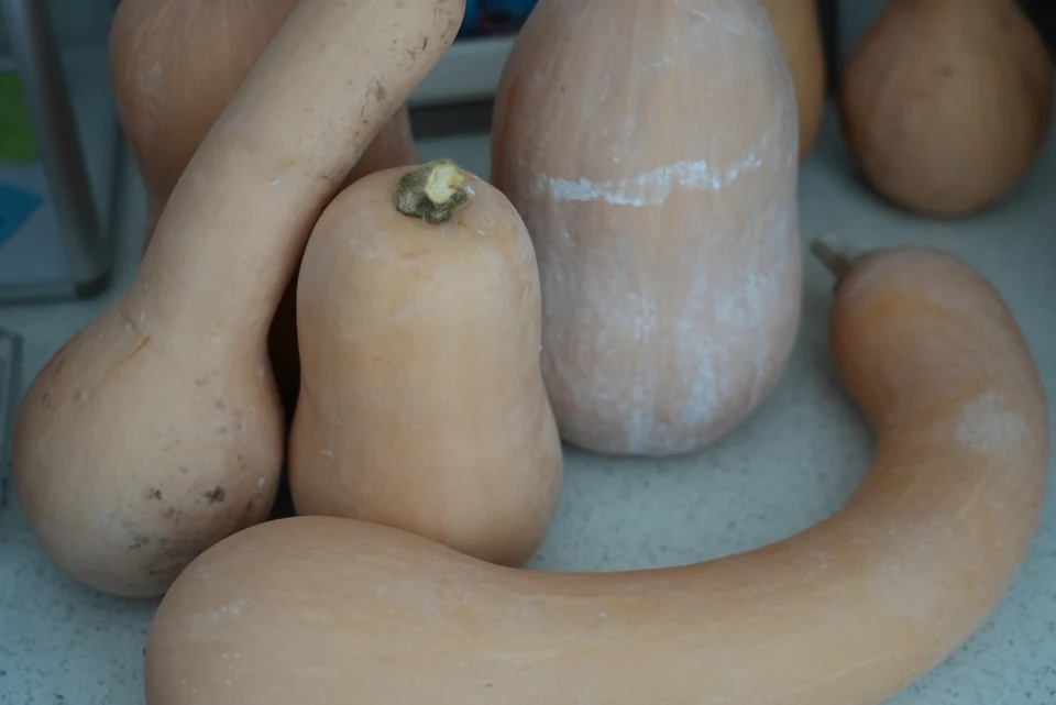 Harvest Shapes