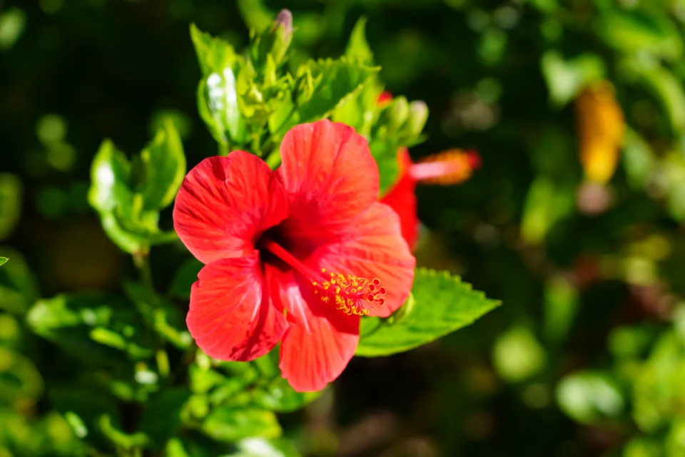 Scarlet Hibiscus