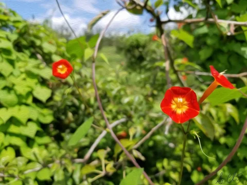 Somewhere In Georgia